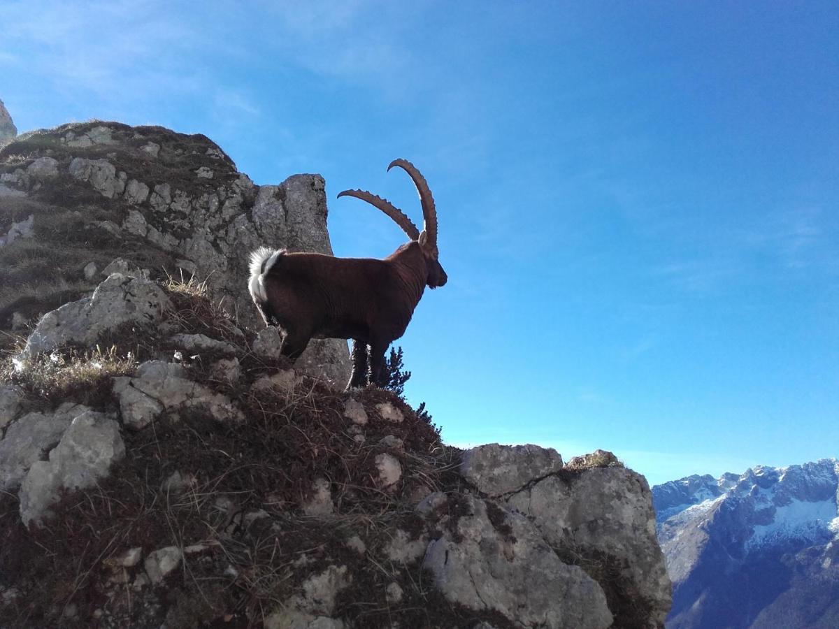 Apartma Kramar Podkoren Kranjska Gora Exteriér fotografie